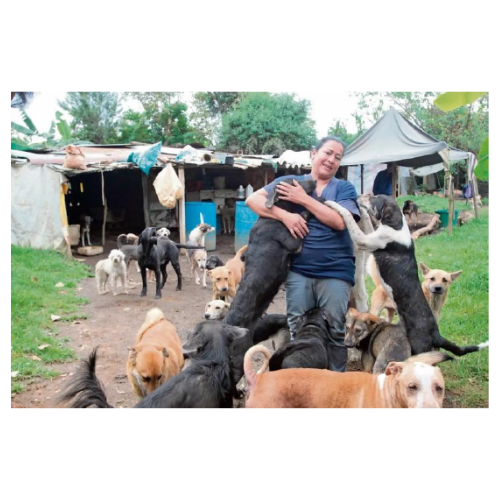 albergue de animales abandonados